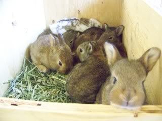 I got a surprise when - Rabbits