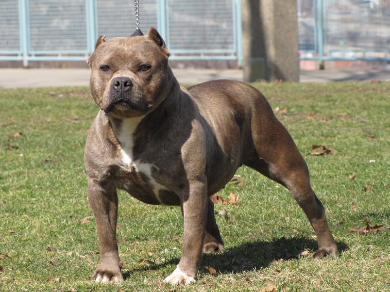 Female Dog Names Mean Protector Female Dog Names Mean Protector