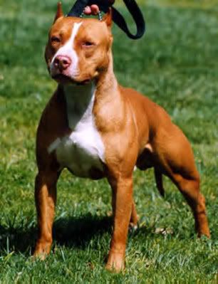 Red Nose Pitbull2 Pictures, Images and Photos