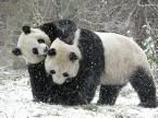 PANDA Pictures, Images and Photos