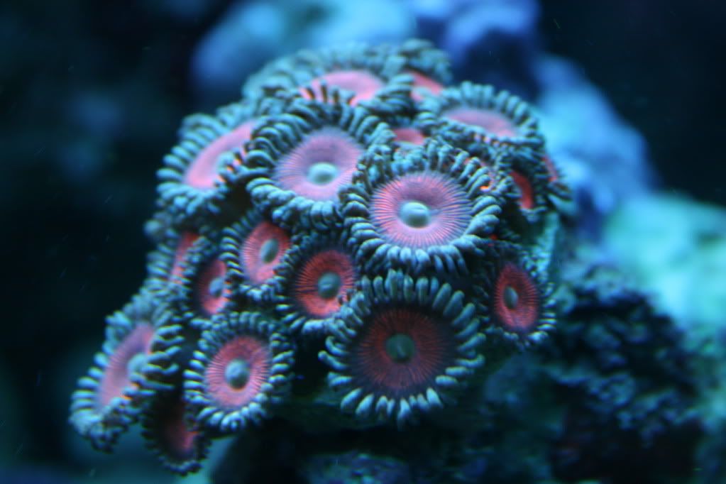 AOGPaly08 26 10 - 265 Gallon Mixed Reef