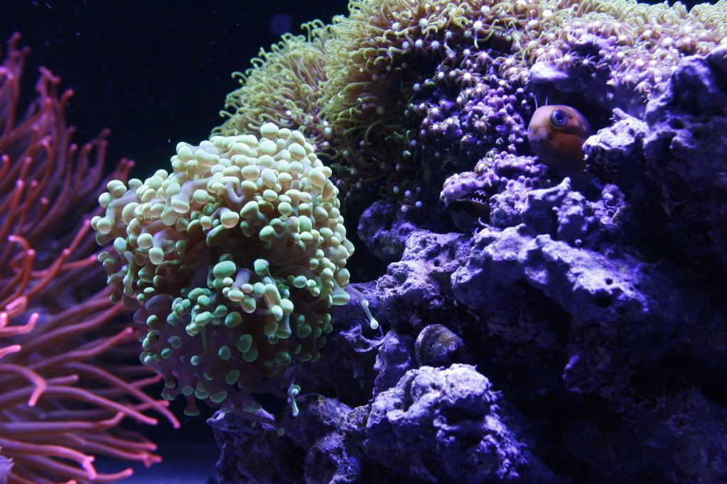 Blenny3 9 11 - 265 Gallon Mixed Reef