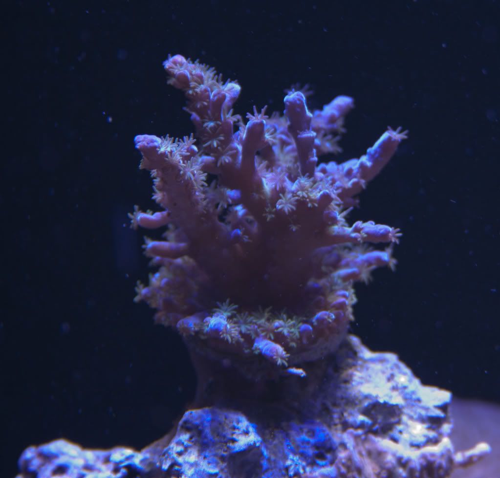 BlueTort3 9 11 - 265 Gallon Mixed Reef