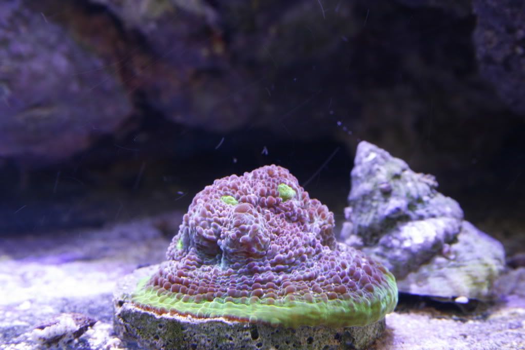 Chalice3 15 11 - 265 Gallon Mixed Reef