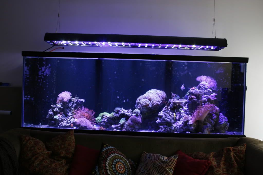 FTS3 15 11 - 265 Gallon Mixed Reef