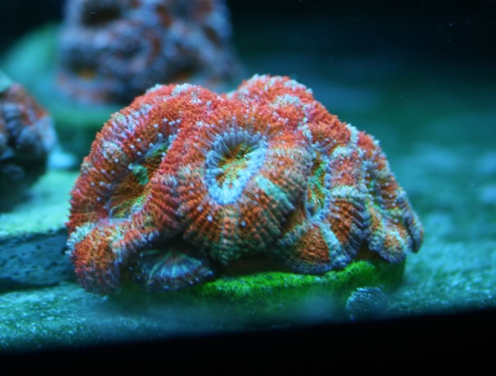 FruitLoopsAcan08 26 10 - 265 Gallon Mixed Reef