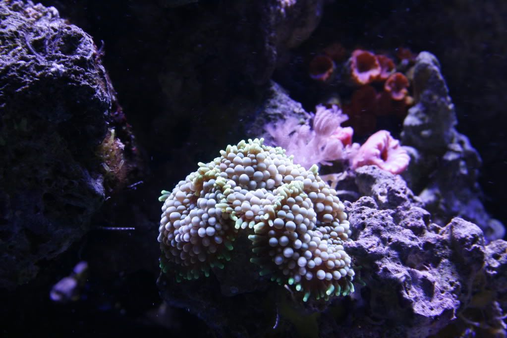 GreenRic3 15 11 - 265 Gallon Mixed Reef