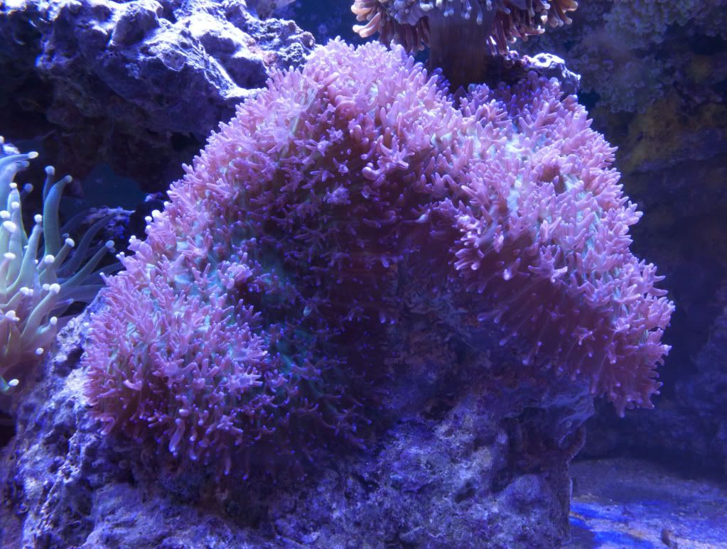 HairyMushroom3 9 11 - 265 Gallon Mixed Reef