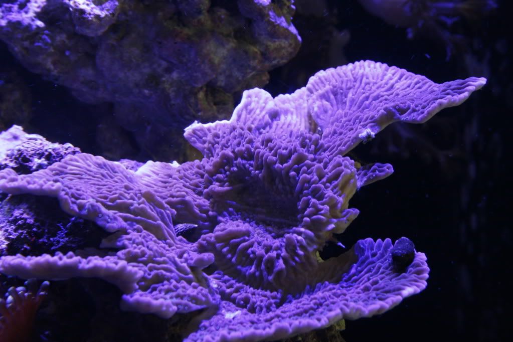 IdahoGrapeMonti3 15 11 - 265 Gallon Mixed Reef