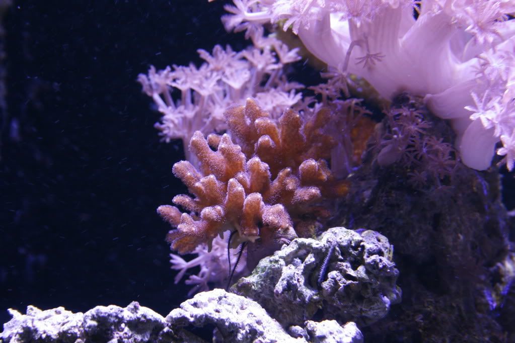 PinkBirdsnest3 15 11 - 265 Gallon Mixed Reef