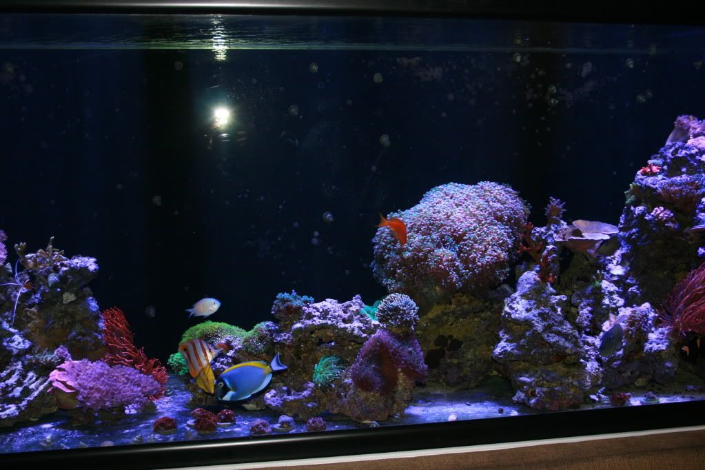 centershot3 9 11 - 265 Gallon Mixed Reef