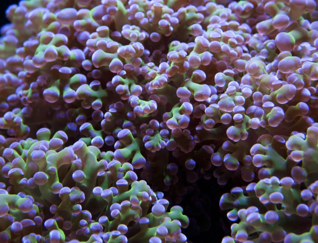 frogspawnmacro3 9 11 - 265 Gallon Mixed Reef
