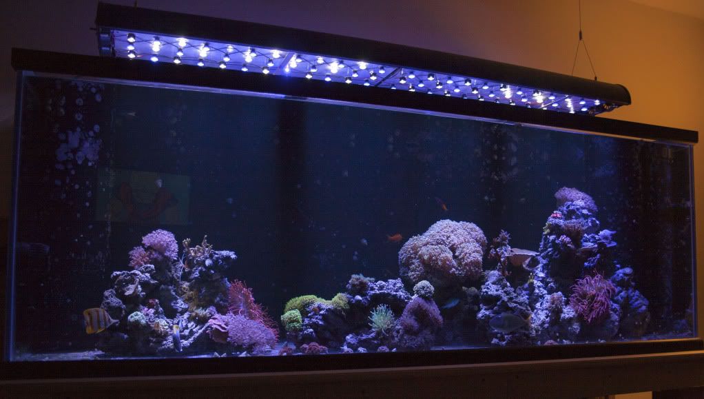 fts3 9 11 - 265 Gallon Mixed Reef