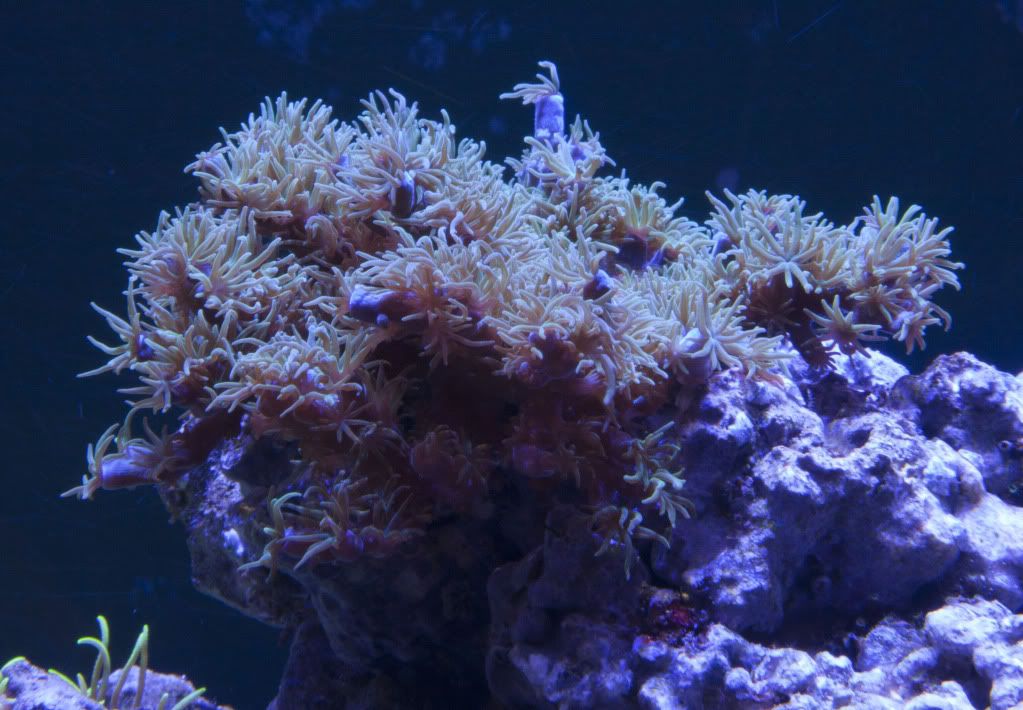 joethecoral3 9 11 - 265 Gallon Mixed Reef