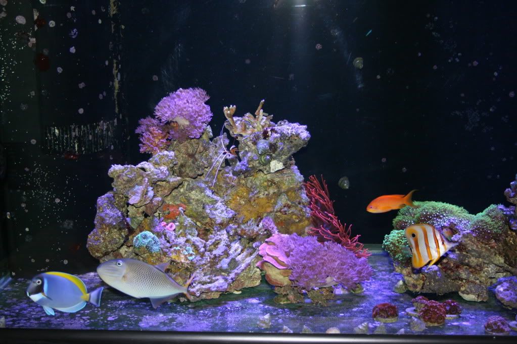 leftside3 9 11 - 265 Gallon Mixed Reef