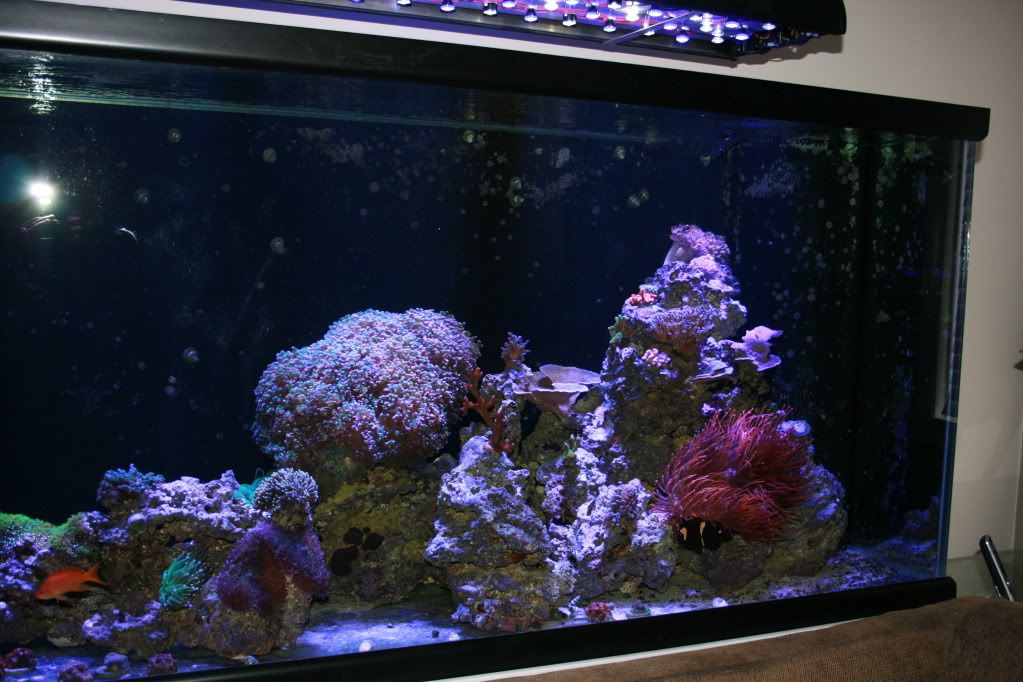 rightside3 9 11 - 265 Gallon Mixed Reef