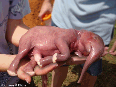 Baby-elephant_zps7bc31086.gif