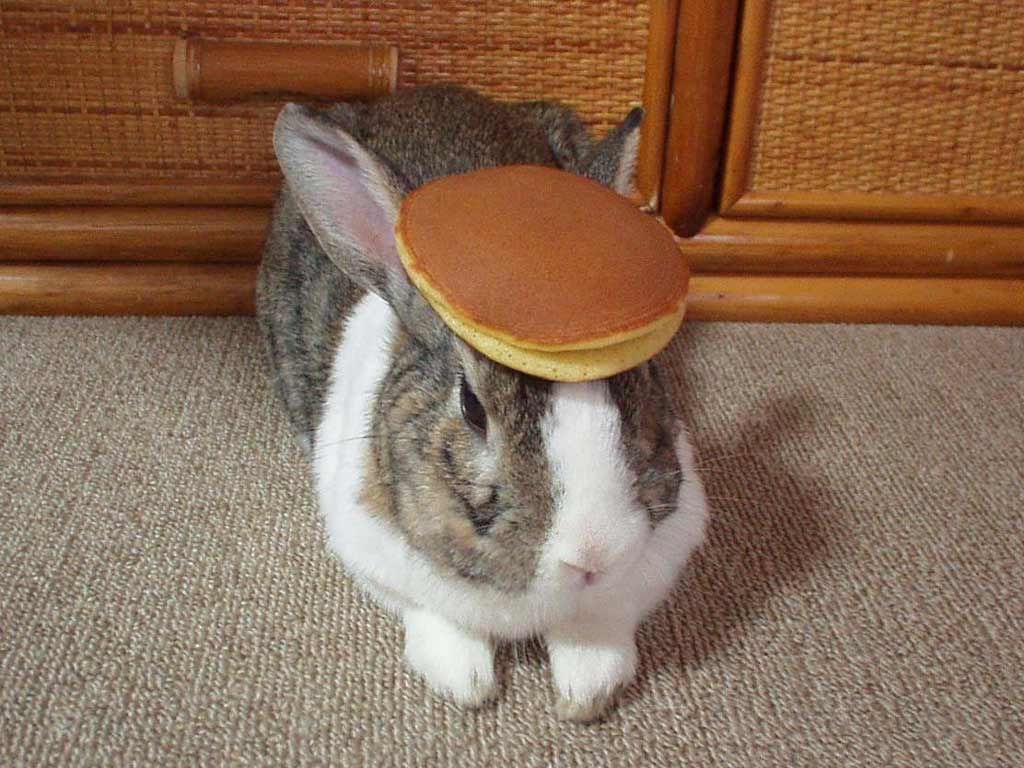 pancake-bunny.jpg