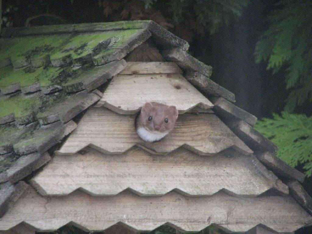 stoat2.jpg