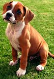 th_Boxer_puppy_fawn.jpg