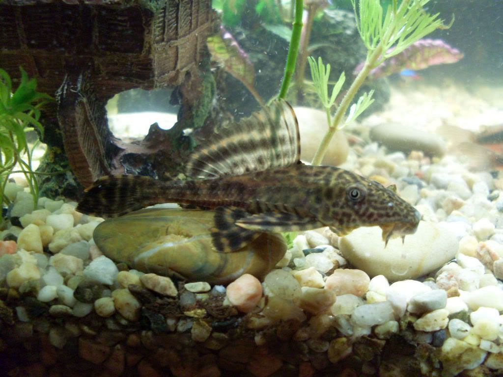 Pleco.jpg