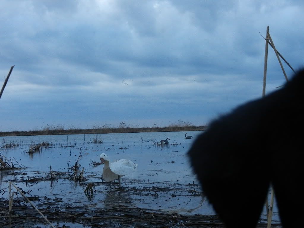 Tuesday Afternoon Session Duck Hunting Forum