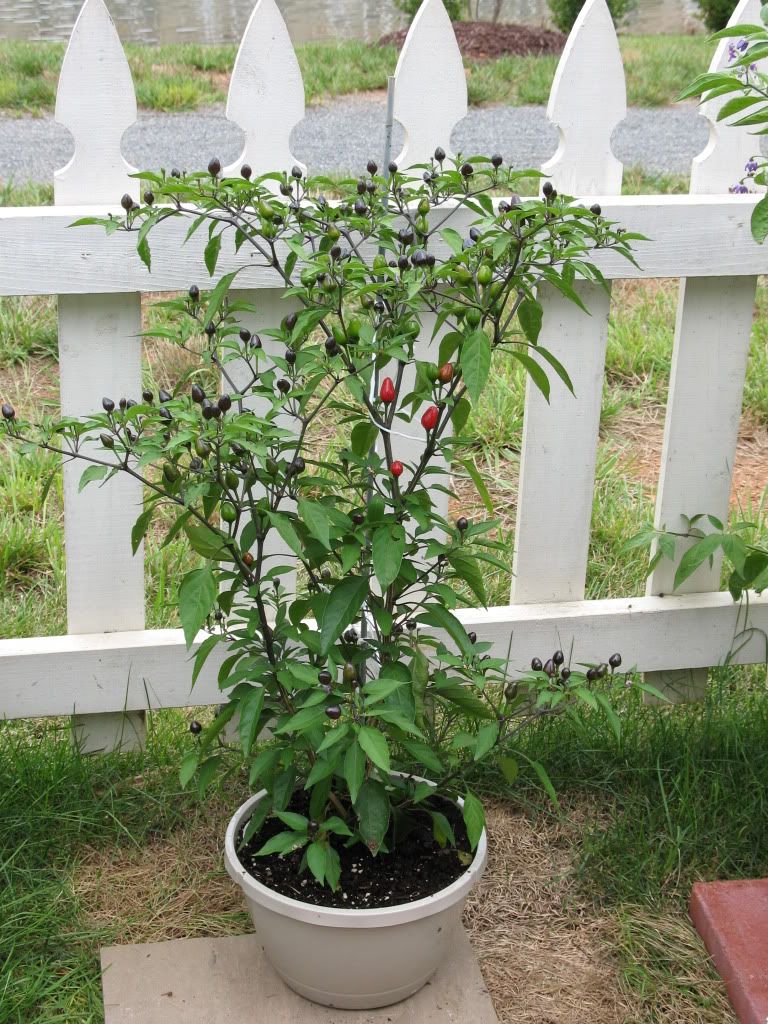 Peper help