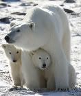 polar-bear1.jpg