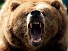 species-spotlight-grizzly-bear-brown-mouth-open-black-nose-attacking-growling-biting-photo.jpg
