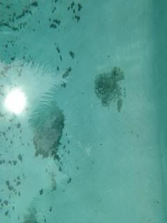 IMG_8656960x1280_zpsf1542a37.jpg~original