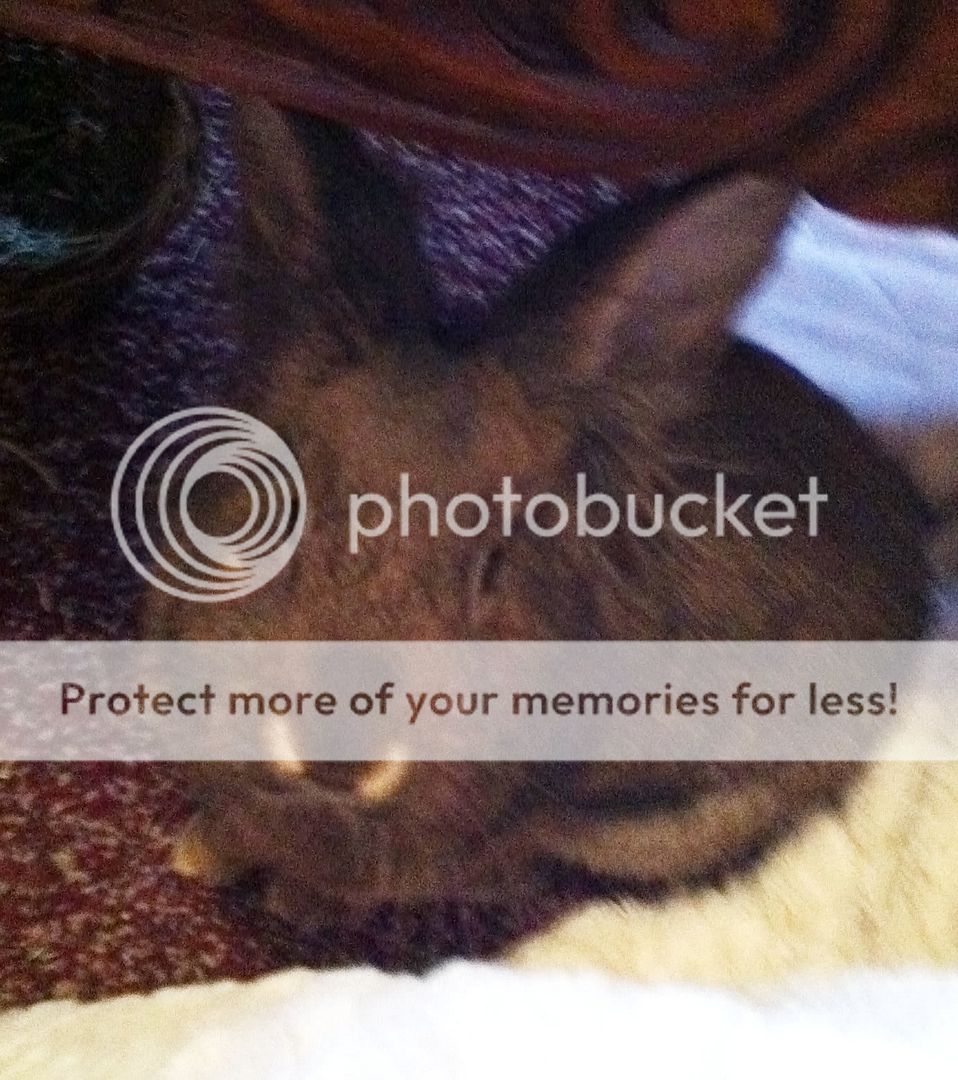 Photobucket Pictures, Images and Photos